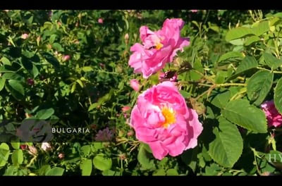 HYSSES on A Class Above